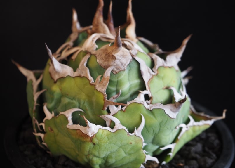 アガベ・チタノタ白鯨（ボールタイプ）中-092｜agave titanota white wh