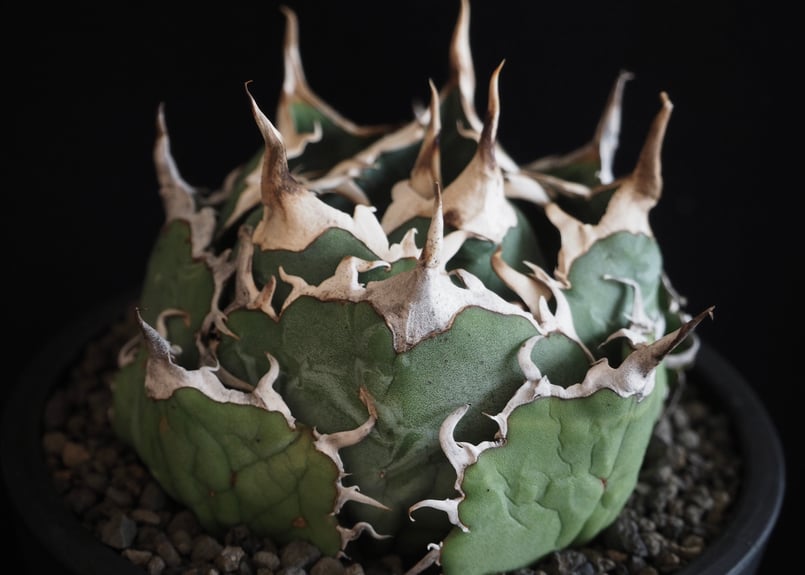 アガベ・チタノタ白鯨（ボールタイプ）中-061｜agave titanota white wh