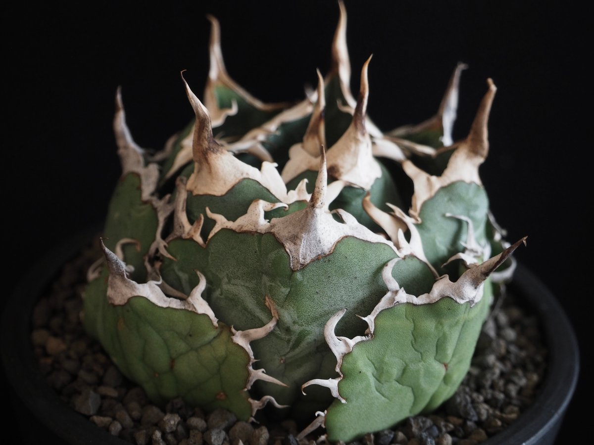 アガベ・チタノタ白鯨（ボールタイプ）中-061｜agave titanota white wh
