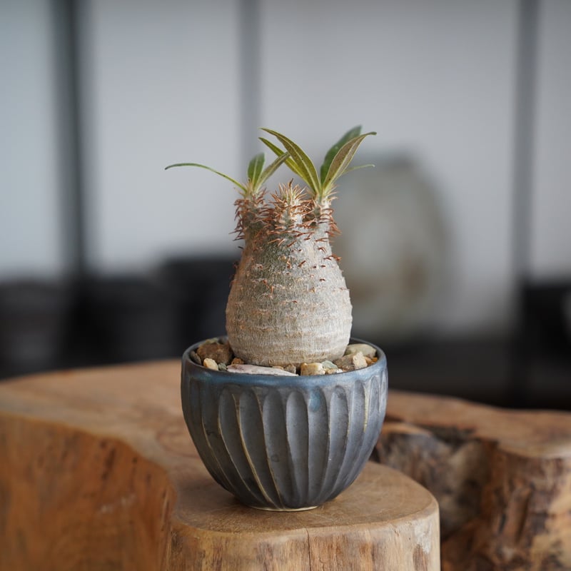 パキポディウム グラキリス × 森田昌求 作「 CLAW 」笠間焼 植木鉢