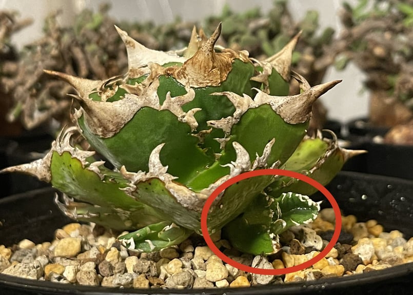 アガベ チタノタ agave titanota ″大白鯊″ 子株 | BLACK PLANTS