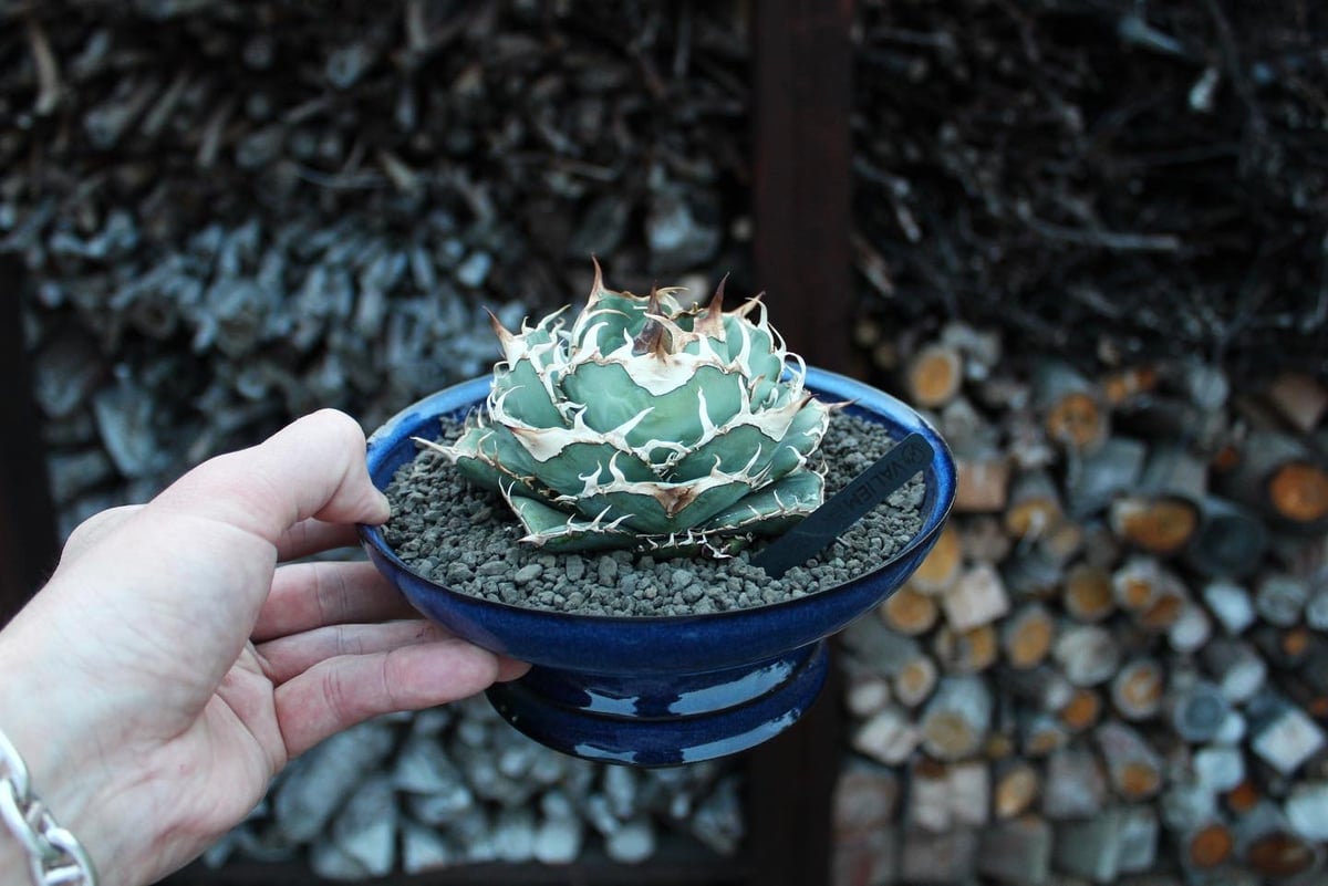 valiem×frame 別注鉢 | plants by frame