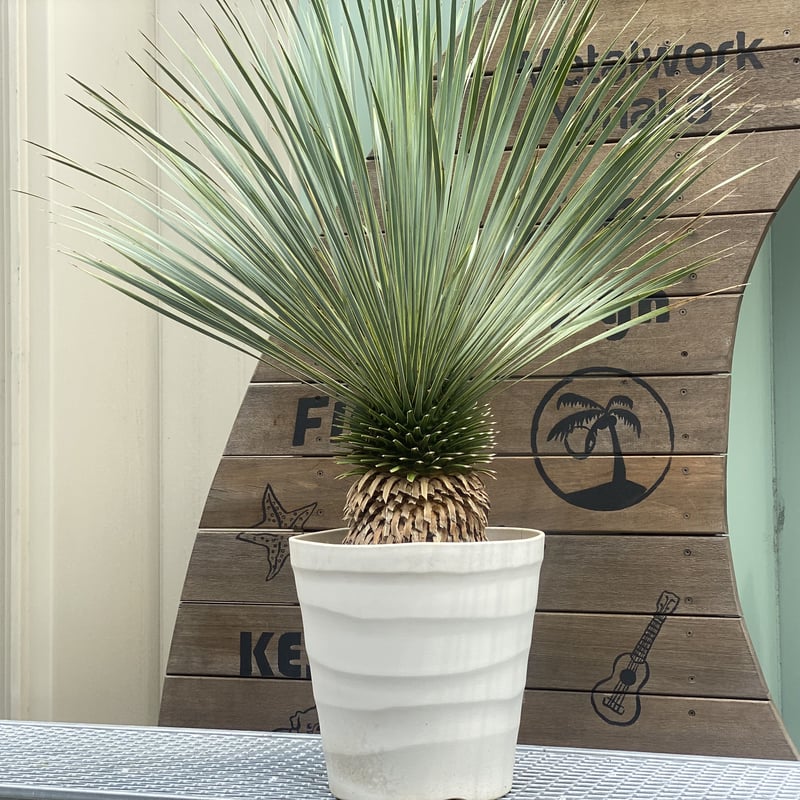 Yucca rostrata】ユッカ・ロストラータ | ACE GARAGE 8 - BAC