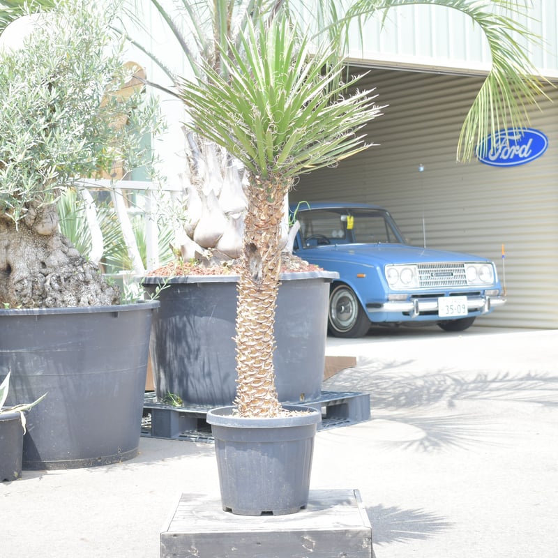 Yucca filifera】ユッカ・フィリフェラ | ACE GARAGE 8 - BAC