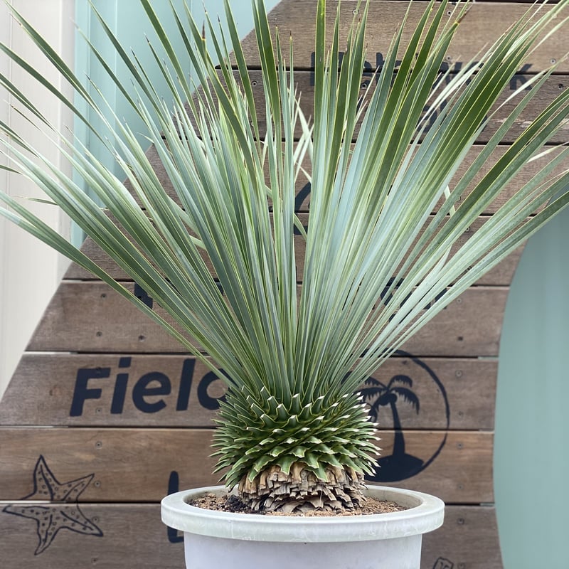 Yucca rostrata】ユッカ・ロストラータ | ACE GARAGE 8 - BAC
