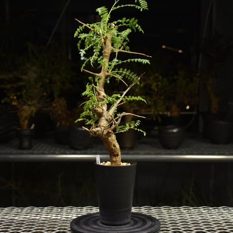 ネグレクタ | STORES