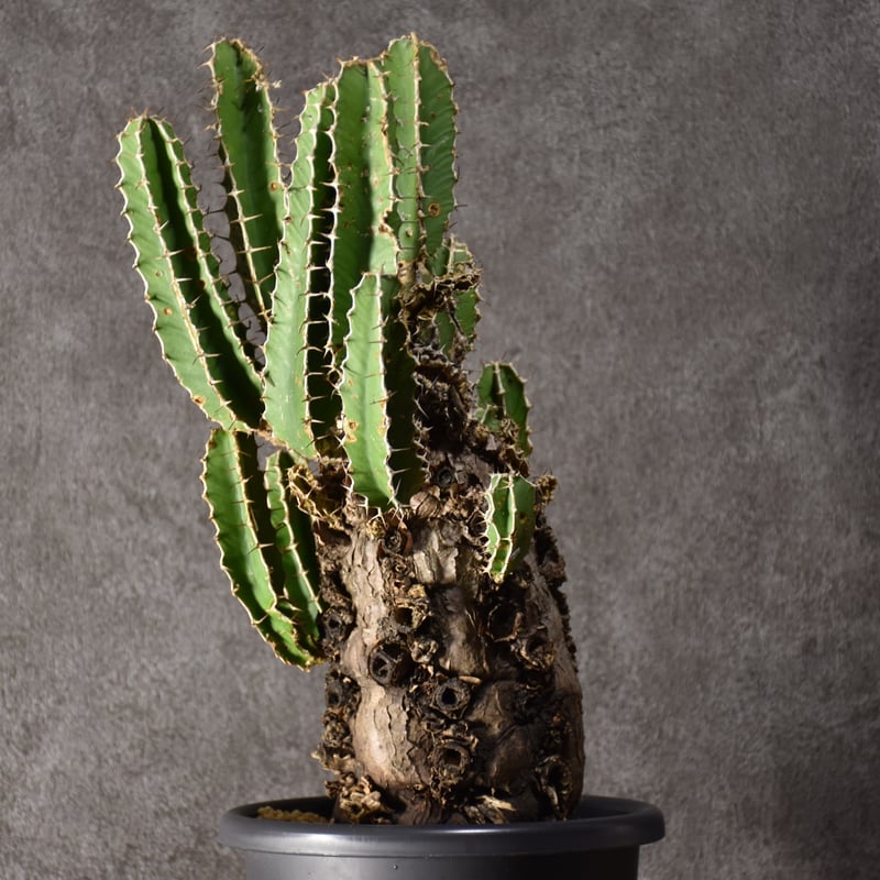 Euphorbia mlanjeana ユーフォルビア ムランジーナ 発根済現地株 #8 |