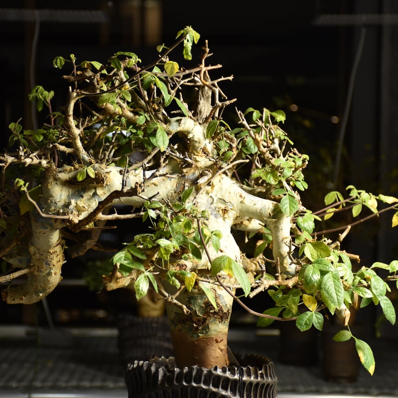 Commiphora holtziana コミフォラ ホルトジアナ 発根済現地株 B4 | B