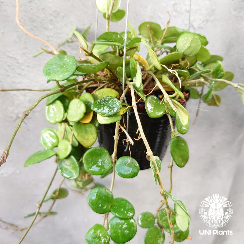 Hoya Mathilde splash ホヤ マチルダ スプラッシュ ホヤ植物 斑入り Ho