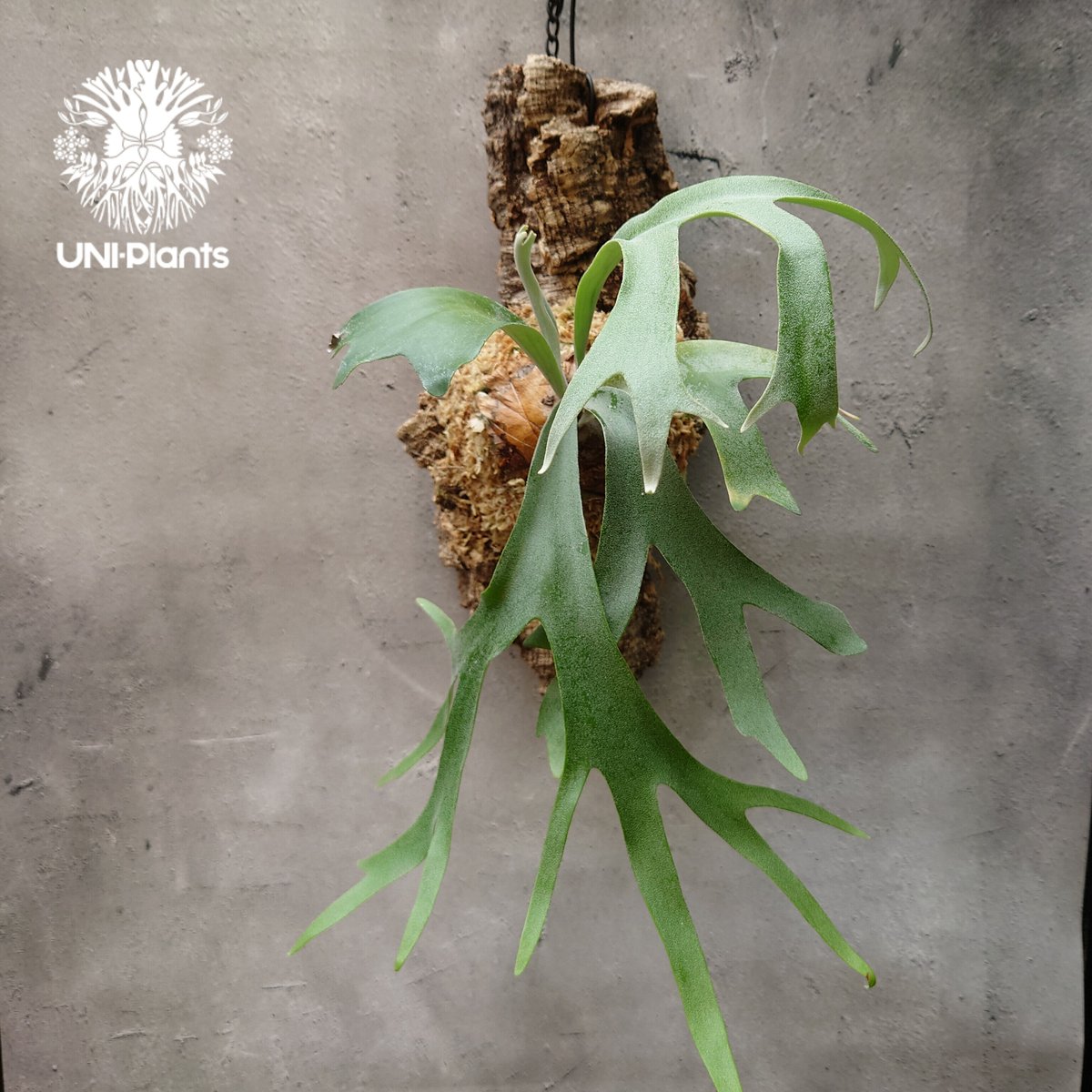 ビカクシダ ウィリンキーcv.バリ Platycerium willinckii cv.Bal