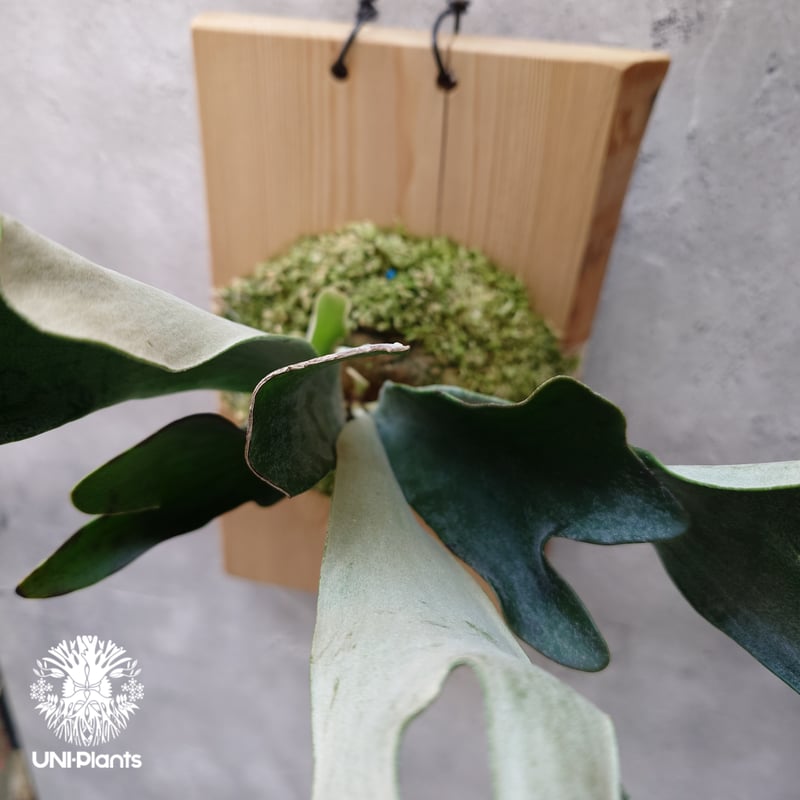 Platycerium hillii dwarf ビカクシダヒリードワーフ シダ植物 Plat