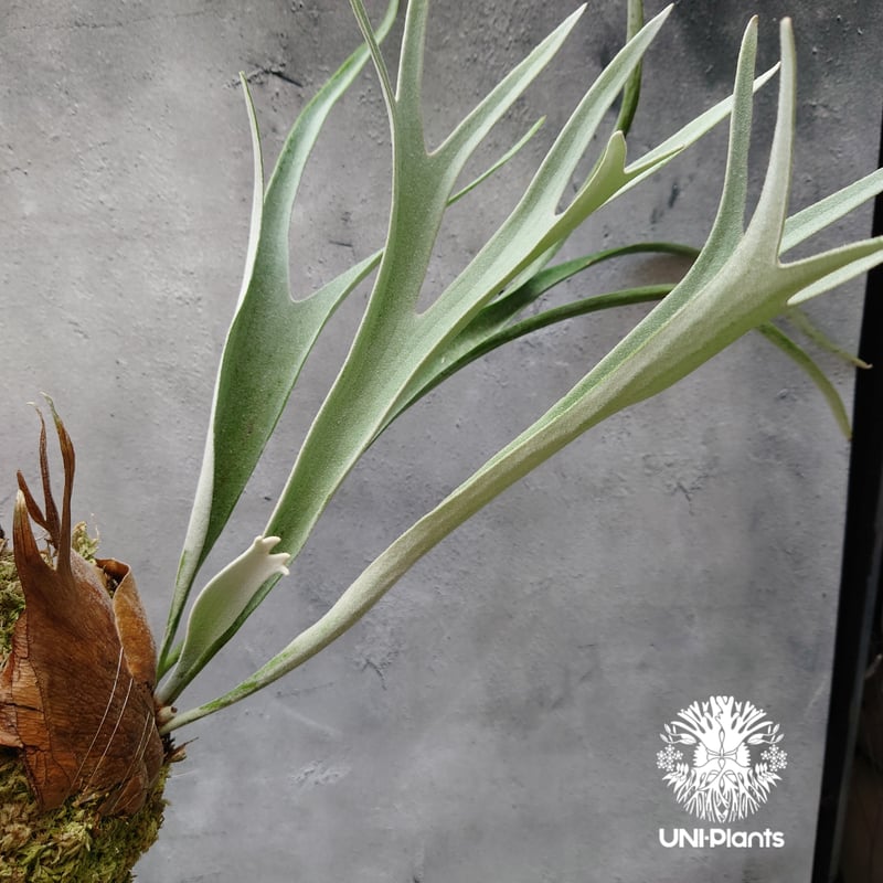 ビカクシダ ベイチー Platycerium veitchii コウモリラン ビカクシダ