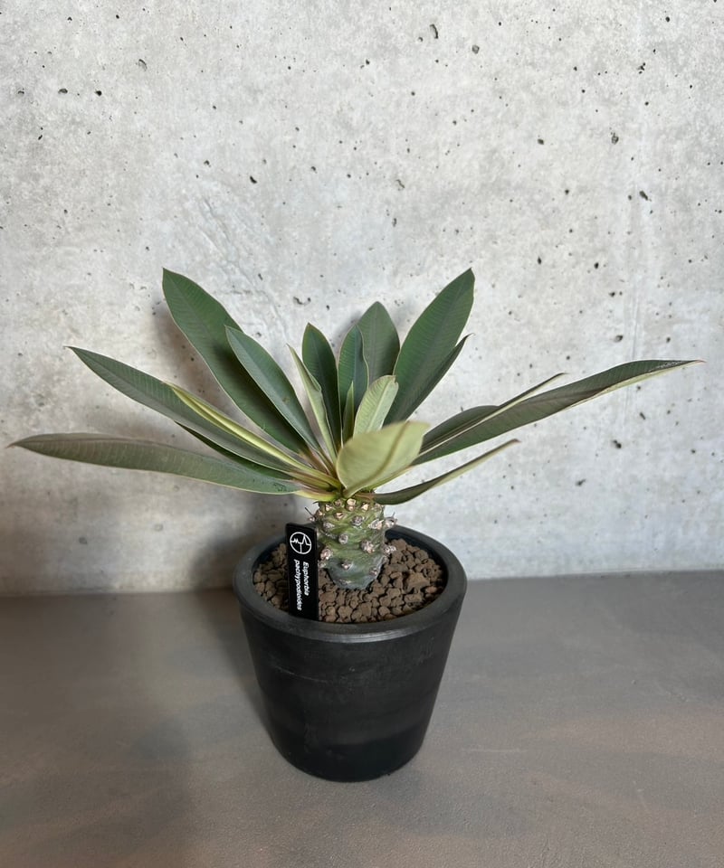 送料込】ユーフォルビア パキポディオイデス | Magnolia Online STORE