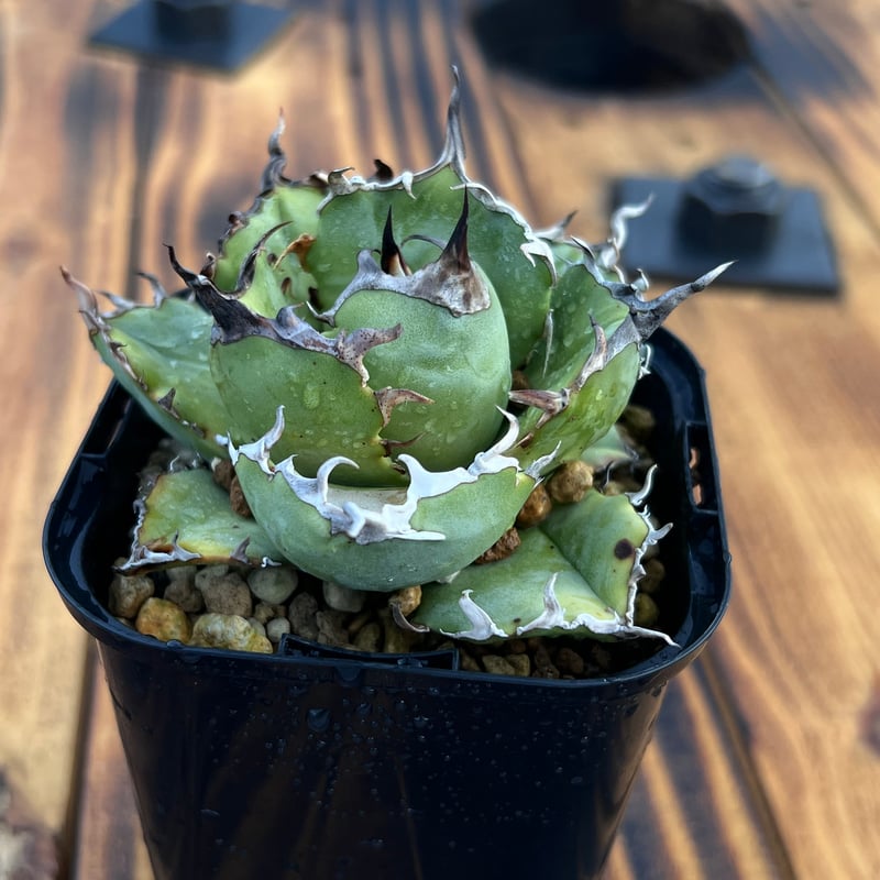 アガベ【白鯨】小株 | Miura Farm