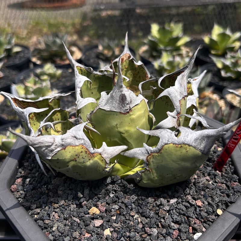 オアハカワイルド子株【MW001】育成株直の子株 | Miura Farm