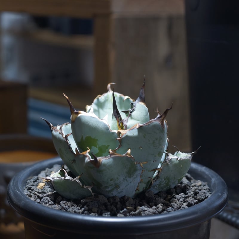 アガベ チタノタ ブラックアンドブルー/bb-39 | アガベ専門店