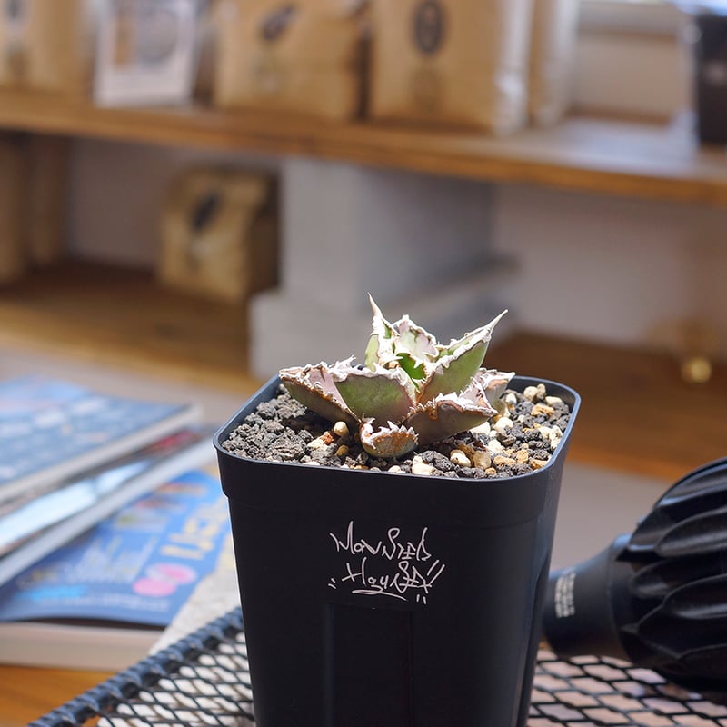 アガベ チタノタ 狼人 RN-01 | アガベ専門店 モンスターハウス