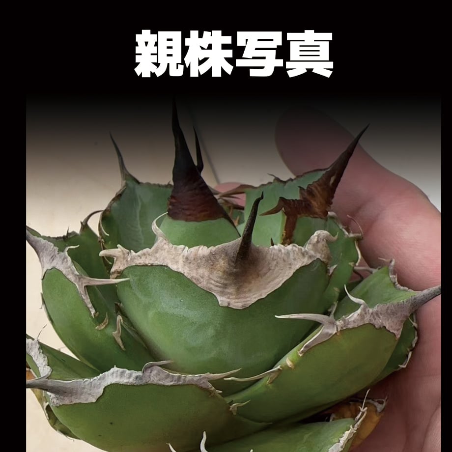 アガベ チタノタ 黒豹/子株 BP-06 | アガベ専門店 モンスターハウス