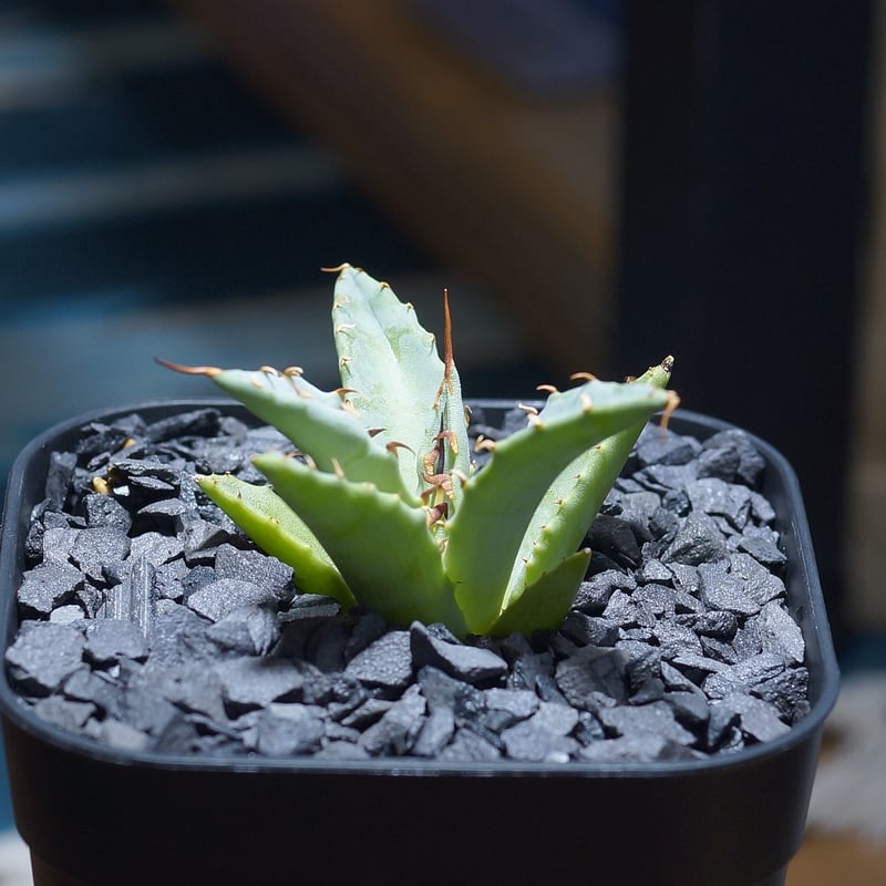 アガベ ハイブリッド 妖炎×姫厳竜/ Y×H-09 | アガベ専門店 モンスター