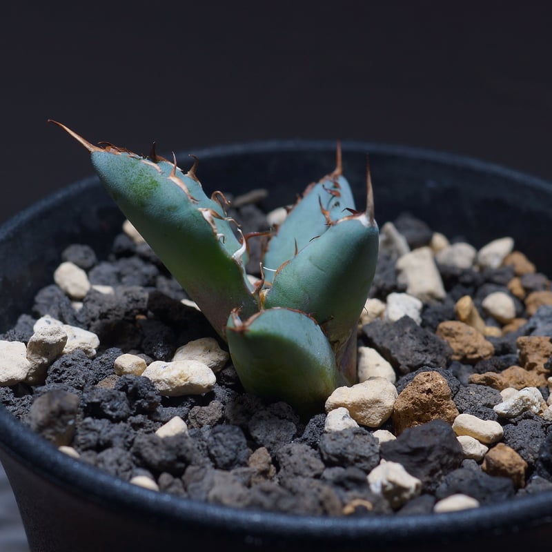 アガベ チタノタ ブラックアンドブルー（bb-11）BB子株 | アガベ専門店