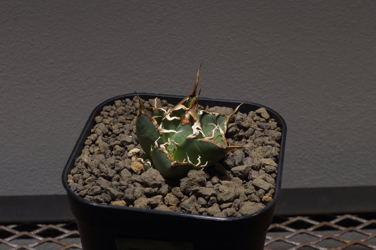 アガベ オアハカ オテロイ/ox-03 | アガベ専門店 モンスターハウス