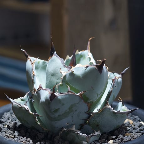 アガベチタノタブラックアンドブルー | STORES