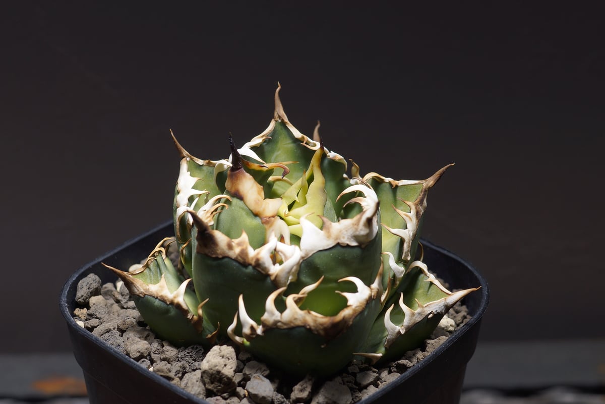 fit=scale-down,w=1200