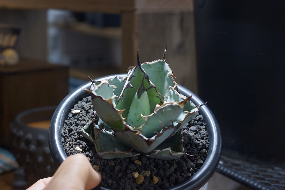 アガベ チタノタ ブラックアンドブルー/bb-39 | アガベ専門店