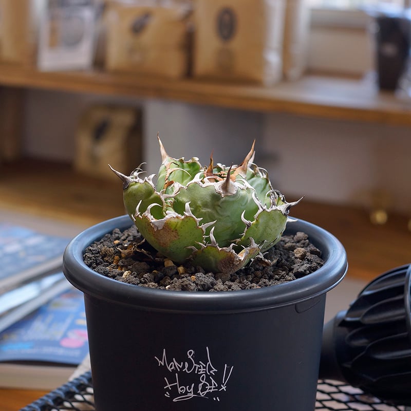 アガベ チタノタ 白鯨/ww-24 | アガベ専門店 モンスターハウス