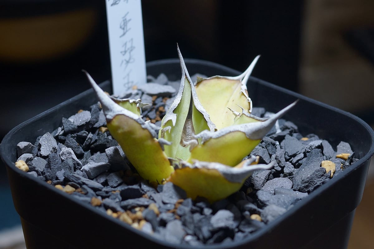 アガベ チタノタ キングアーサー/ 毒刺産 ka-01 | アガベ専門店