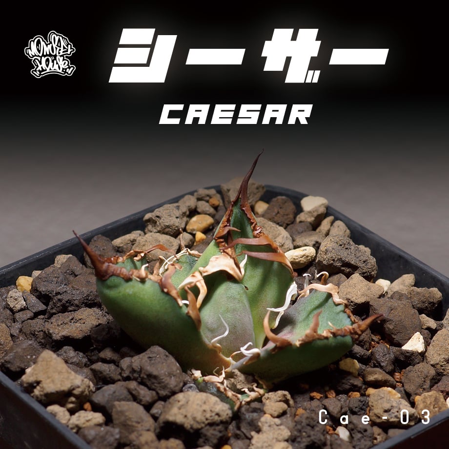 アガベ チタノタ シーザー 凱撒/cae-03 | アガベ専門店 モンスターハウス