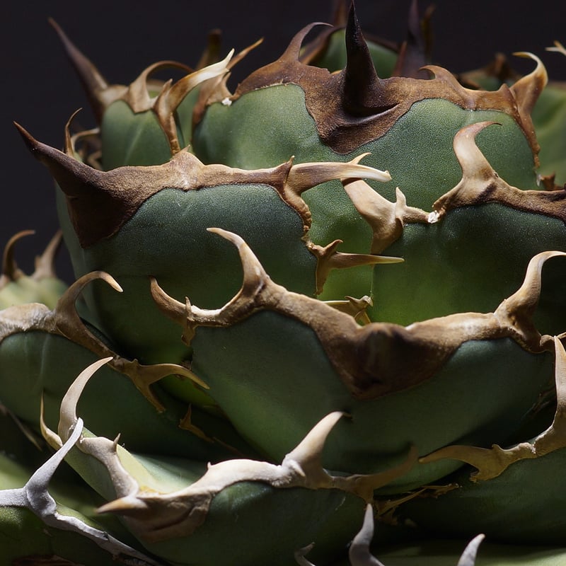 アガベ オアハカ オテロイ OX-01 | アガベ専門店 モンスターハウス