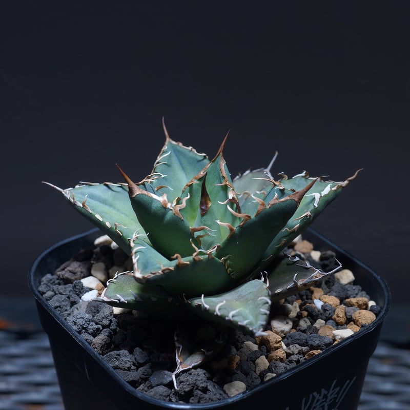 厳選希少株】アガベ シャークソウイ 子株（SS-03）インドネシア輸入株