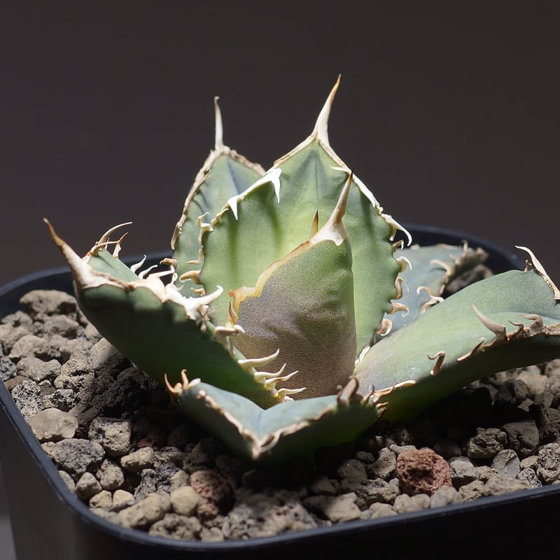 アガベ オテロイ FO-76/子株 F-26 | アガベ専門店 モンスターハウス