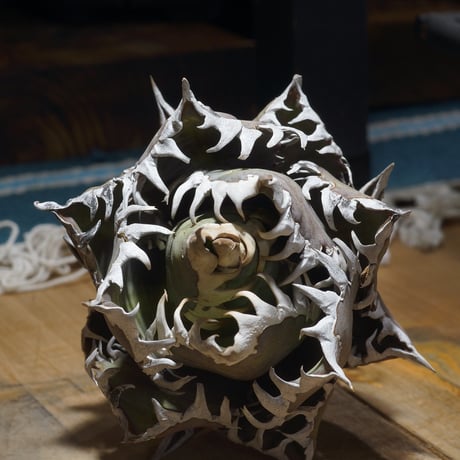 レッドキャットウィーズル | STORES