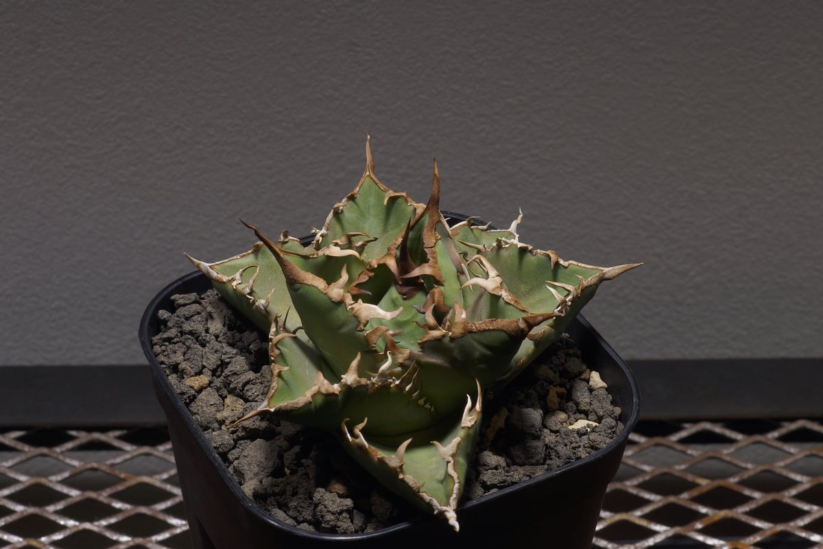 アガベ オテロイ 夕映厳竜/子株 YB-07 | アガベ専門店 モンスターハウス