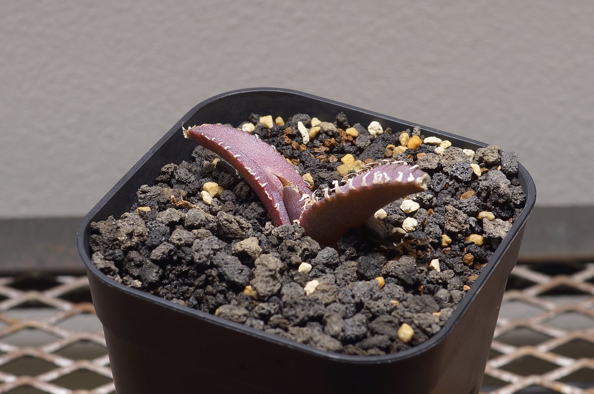 アガベ チタノタ 金剛 キングコング / KK-01 | アガベ専門店