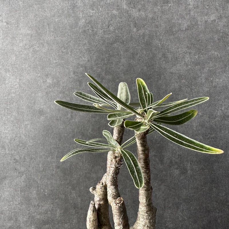 現地球・発根済】パキポディウム グラキリス 鉢付き 塊根植物