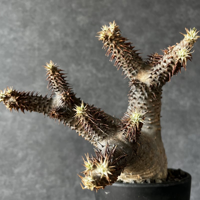 パキポディウムマカイエンセ赤肌多頭3頭発根済