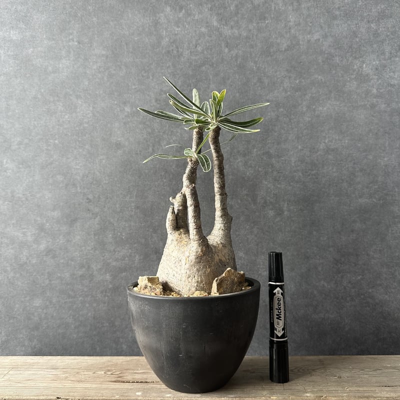 現地球・発根済】パキポディウム グラキリス 鉢付き 塊根植物