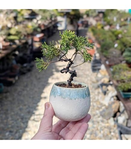 Amazon.co.jp: 糸魚川真柏 文人調 小品盆栽【泰寿園 Online】 : DIY