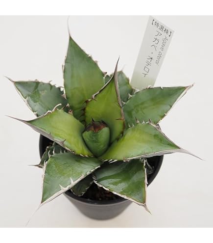 Amazon｜多肉植物 ：アガベ 吉祥冠錦 覆輪*L｜観葉植物 オンライン通販