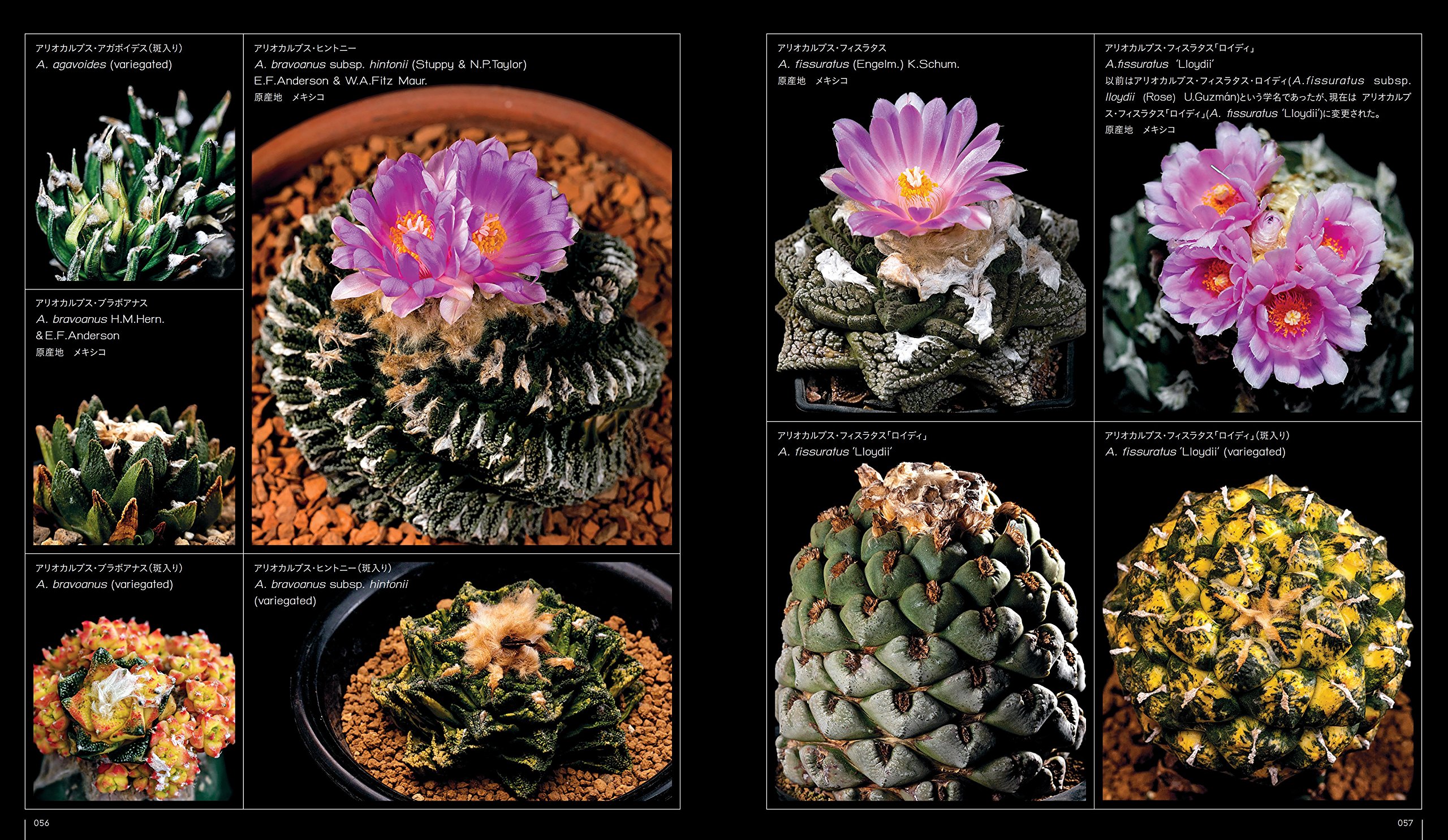 読んでおきたいサボテンの本「サボテン全書」 | スーパーサボテンタイム