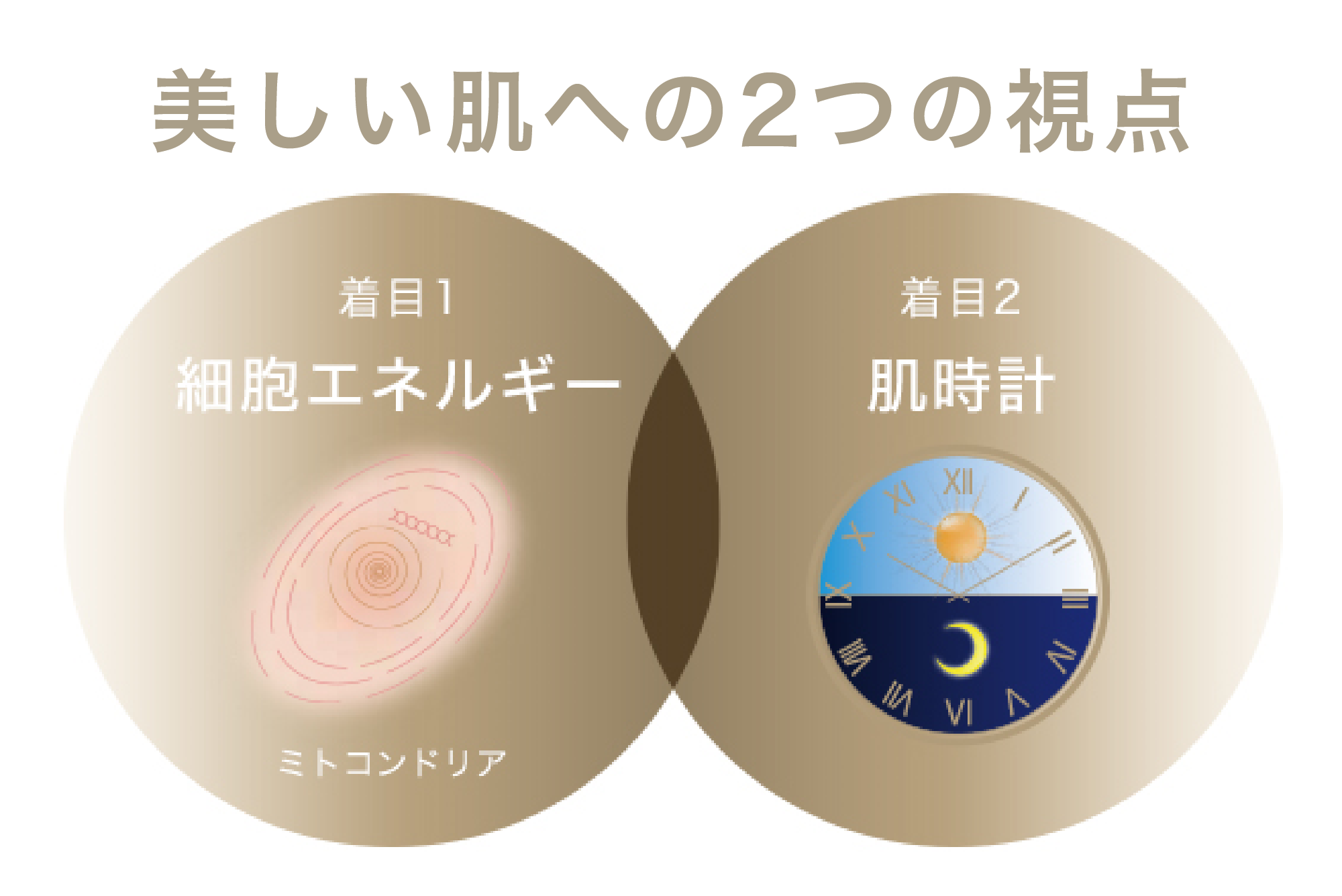 シュプリーム LX クリーム) ：Amway(日本アムウェイ) | amwaylive