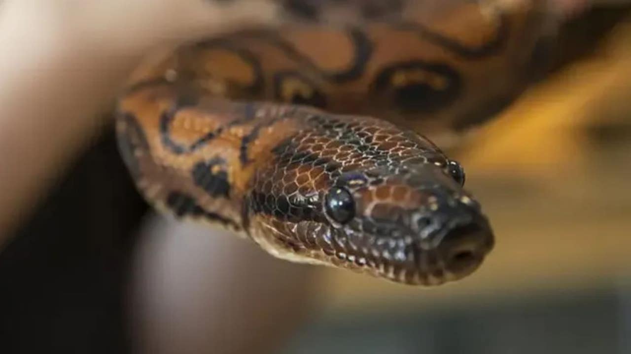Boa thought to be male gives birth to 14 snakes by extremely rare