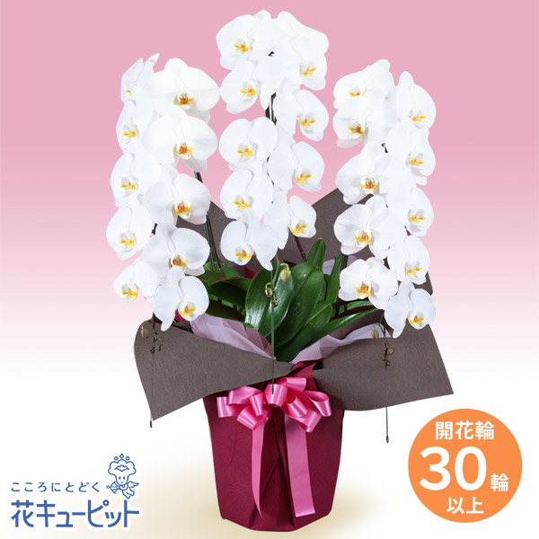 胡蝶蘭 3本立（開花輪白30以上）ピンク系ラッピング - 花鉢（胡蝶蘭