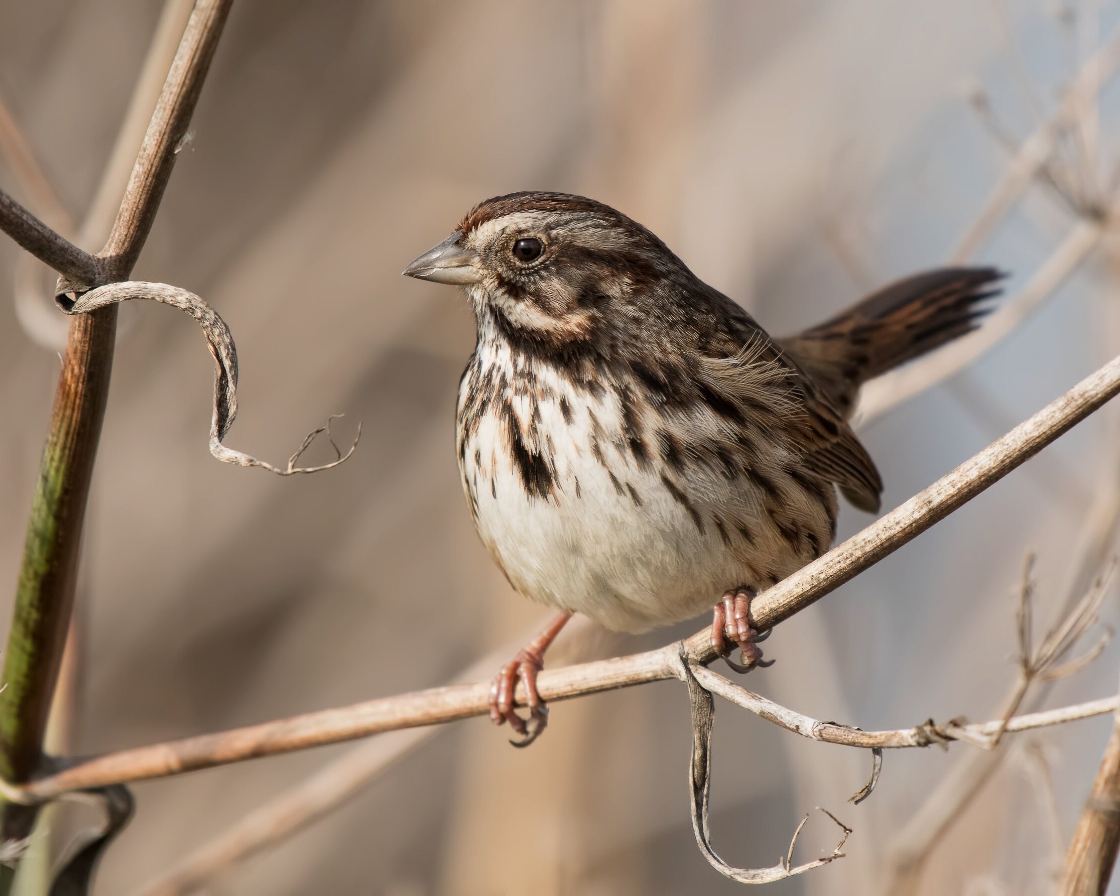 Meet The Song Sparrow — Sacramento Audubon Society