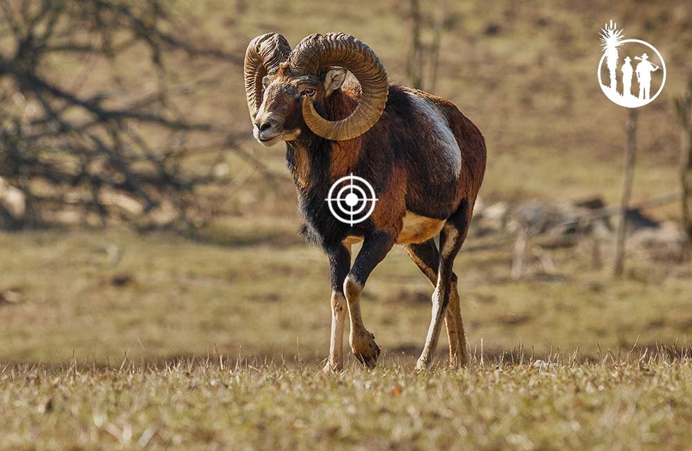 Mouflon | Side by Side Safaris | Side by Side Safaris