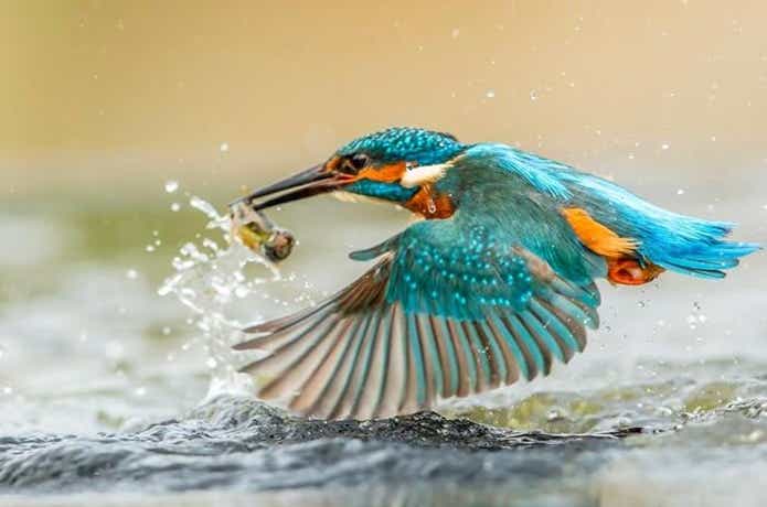 本格トラウトロッド『カワセミラプソディ』各モデルの人気機種まとめ