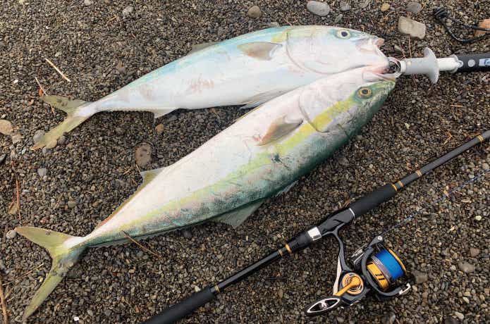 シーバスハンターXをインプレ。コスパ最強の万能ロッドでした